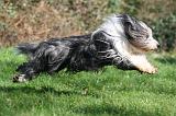 BEARDED COLLIE 352
